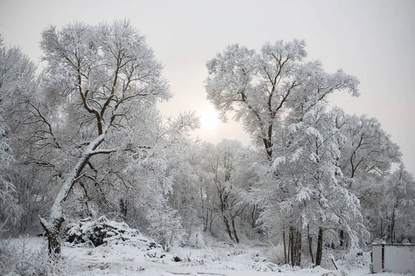 Inverno Paisagem Rural Natureza — Fotografia de Stock