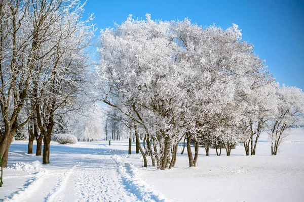 Árvores Nevadas Clima Limpo — Fotografia de Stock