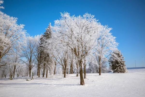 Árvores Nevadas Clima Limpo — Fotografia de Stock