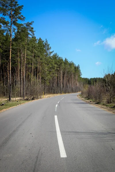 穿过森林的道路 — 图库照片