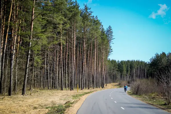 Route vers à travers la forêt — Photo