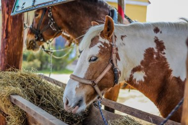 Atlar açık havadan beslenir.
