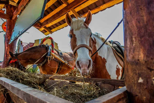 Cavalos alimentam-se de um cocho de alimentação ao ar livre — Fotografia de Stock
