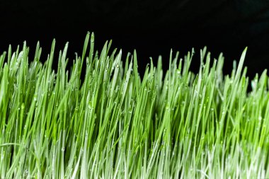 Serada filizlenen buğday