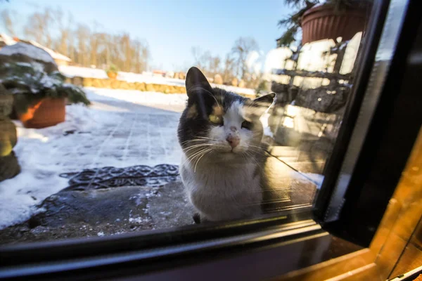 Byn katt på vintern — Stockfoto