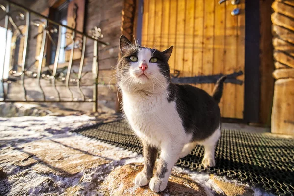 Byn katt på vintern — Stockfoto