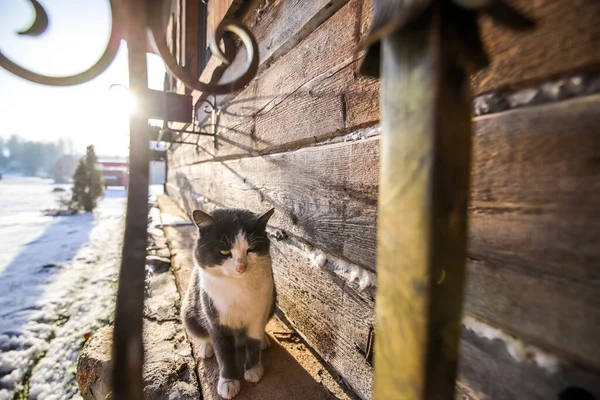 Byn katt på vintern — Stockfoto