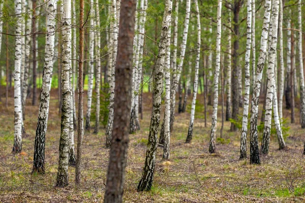 Verão denso bétula arvoredo árvores — Fotografia de Stock