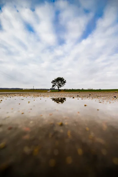 Ağaç ve yol manzarası — Stok fotoğraf