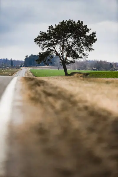 Paisagem com árvore e estrada — Fotografia de Stock