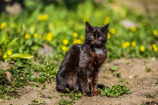 Byns katt — Stockfoto