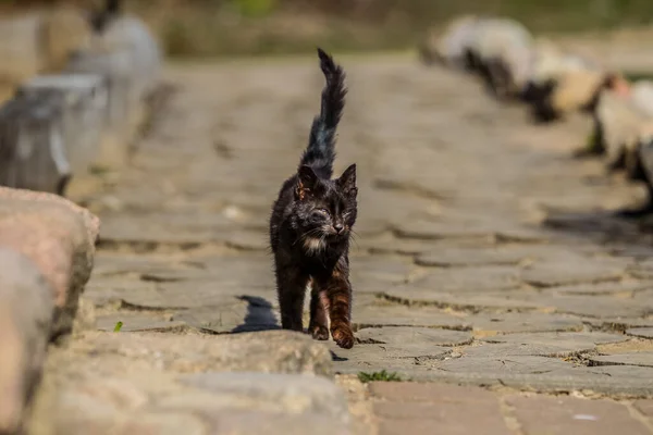 Byns katt — Stockfoto