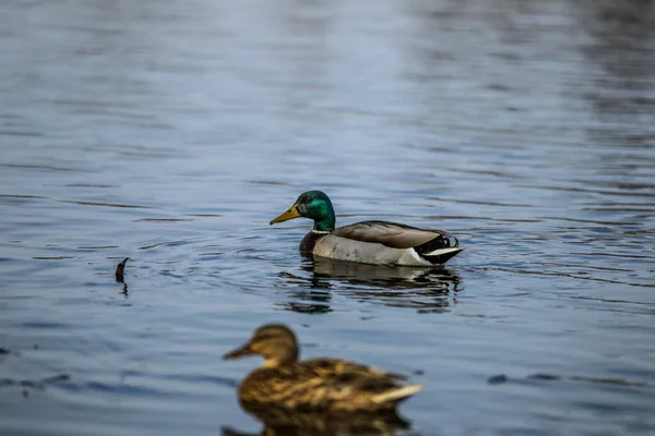 Patos no rio — Fotografia de Stock