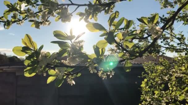 Ein Frühling, der die Pflaume blüht — Stockvideo