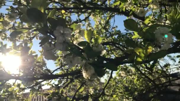 Uma primavera floração da ameixa — Vídeo de Stock