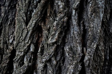 Ağaç kabuğu kül ağacı doğal desen