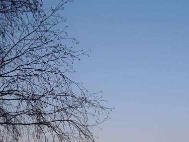 Kış sabahı. Huş ağacı dalları yaprakları olmadan.