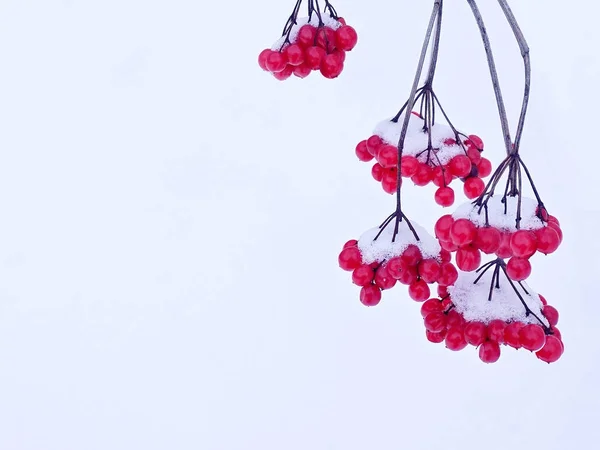 Raisins de baies rouges sur fond de neige — Photo