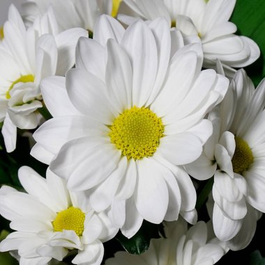 Buket. Güzel beyaz çiçekler