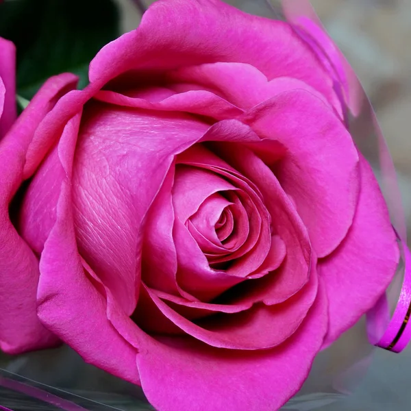 Rose flower. Dark pink color.