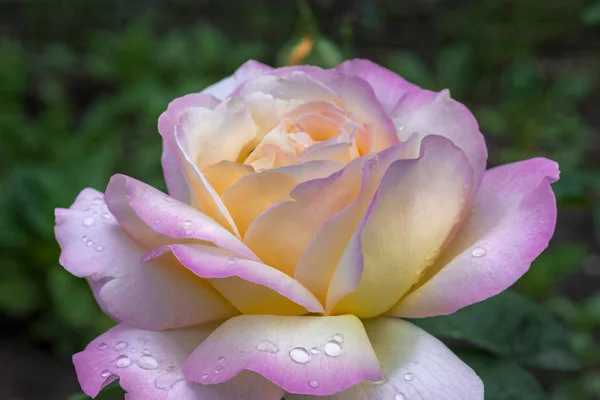 Flor. Rosa púrpura Rocío en los pétalos. Fondo oscuro . — Foto de Stock