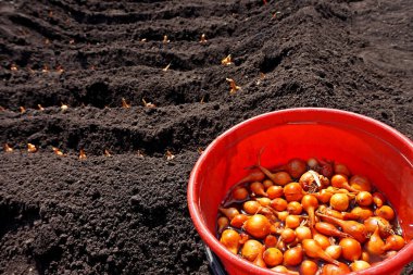 Bahar, sebze bahçesi. Toprağa soğan atmak..