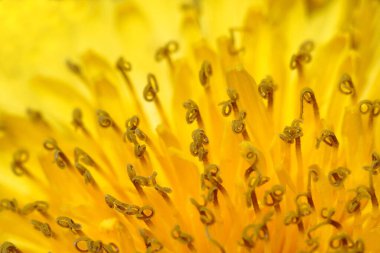 Bir Karahindiba çiçeği.