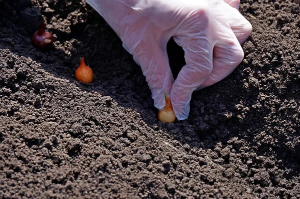 Spring, vegetable garden. Landing onions in the ground. — Stock Photo, Image