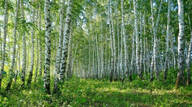 Huş ağaçları, manzara, doğa..