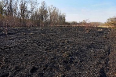 Yangından sonra çimenler yandı..