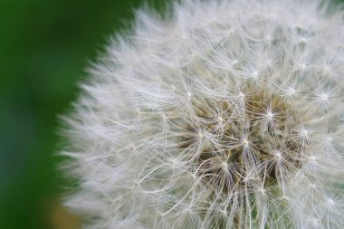 Karahindiba. Beyaz tüylü şapka