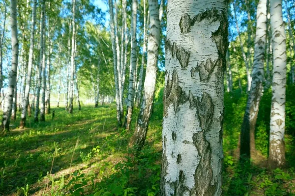 Huş ağaçları, manzara, doğa..