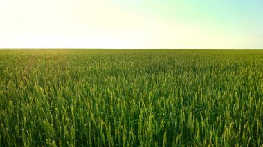 Yeşil buğday tarlası