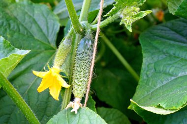 Yeşil küçük salatalık, olgunlaşmamış hasat.