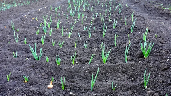 Jardinagem. Cebola verde em terra escura . — Fotografia de Stock