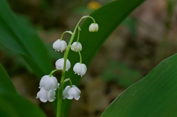 Lily z doliny. — Zdjęcie stockowe