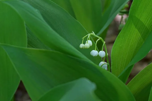 Lily z doliny. — Zdjęcie stockowe