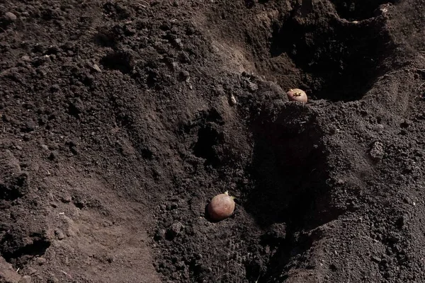 봄, 농업. 땅에 감자를 심는 모습. — 스톡 사진