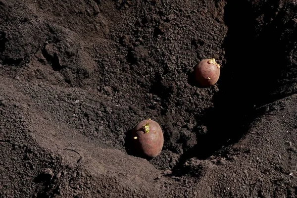 Primavera, agricoltura. Piantare patate nel terreno . — Foto Stock