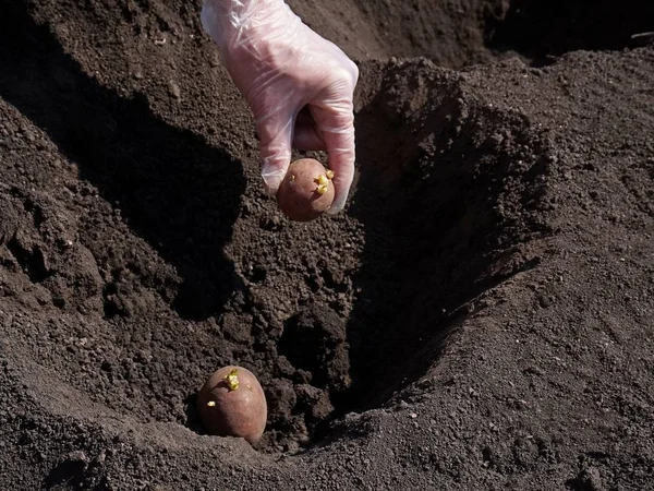 春、農業。地面にジャガイモを植える. — ストック写真