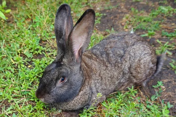 Pets. Hare. Gray rabbit on green grass. — Stock Photo, Image