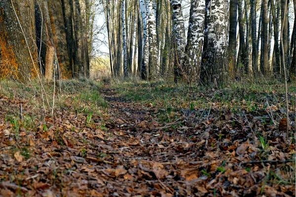 Tavaszi táj. Egy ösvény a parkban — Stock Fotó