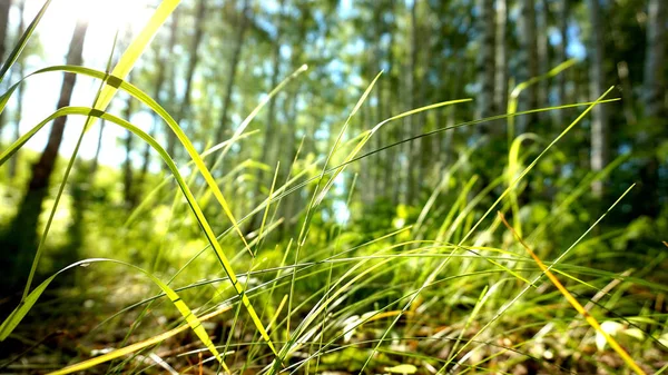 Summer, green grass — Stock Photo, Image