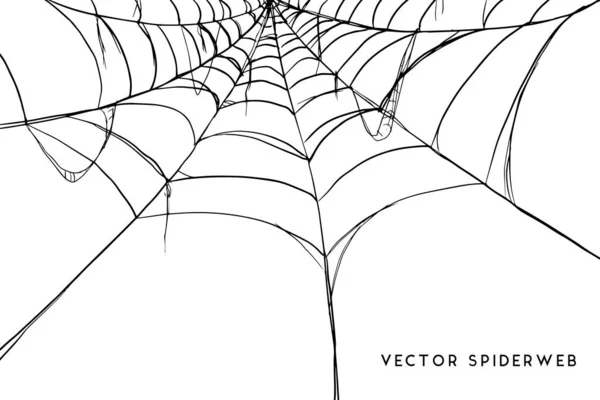 Vektor Illustration Spindelväv Vit Bakgrund — Stock vektor