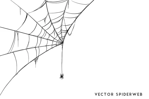 Beyaz zemin üzerinde bir Spiderweb vektör çizim
