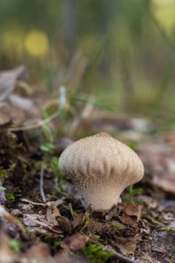 Lycoperdon perlatum mantar 