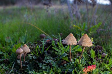 Colonia de hongos en la dehesa