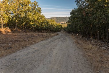 Hervas yakınındaki kestane ormanları