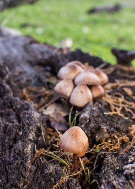 Hongos en la corteza