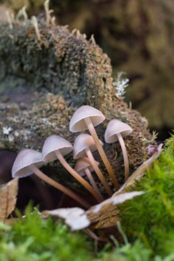 Mycena sp mantar 